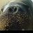 Graf_Von_Walrus