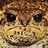 II_Premium_pepe