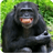 Monsieur_Monke