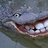 Kroko_Fe