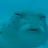 SFPannnda
